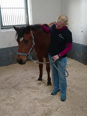 Horse bedding Boxengold Premium Ecostreu review from horse clinic Burgmüggenhausen