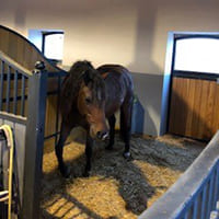 Paardenbak Boxengold Premium Ecostreu paarden Referentie door Michele en Simone